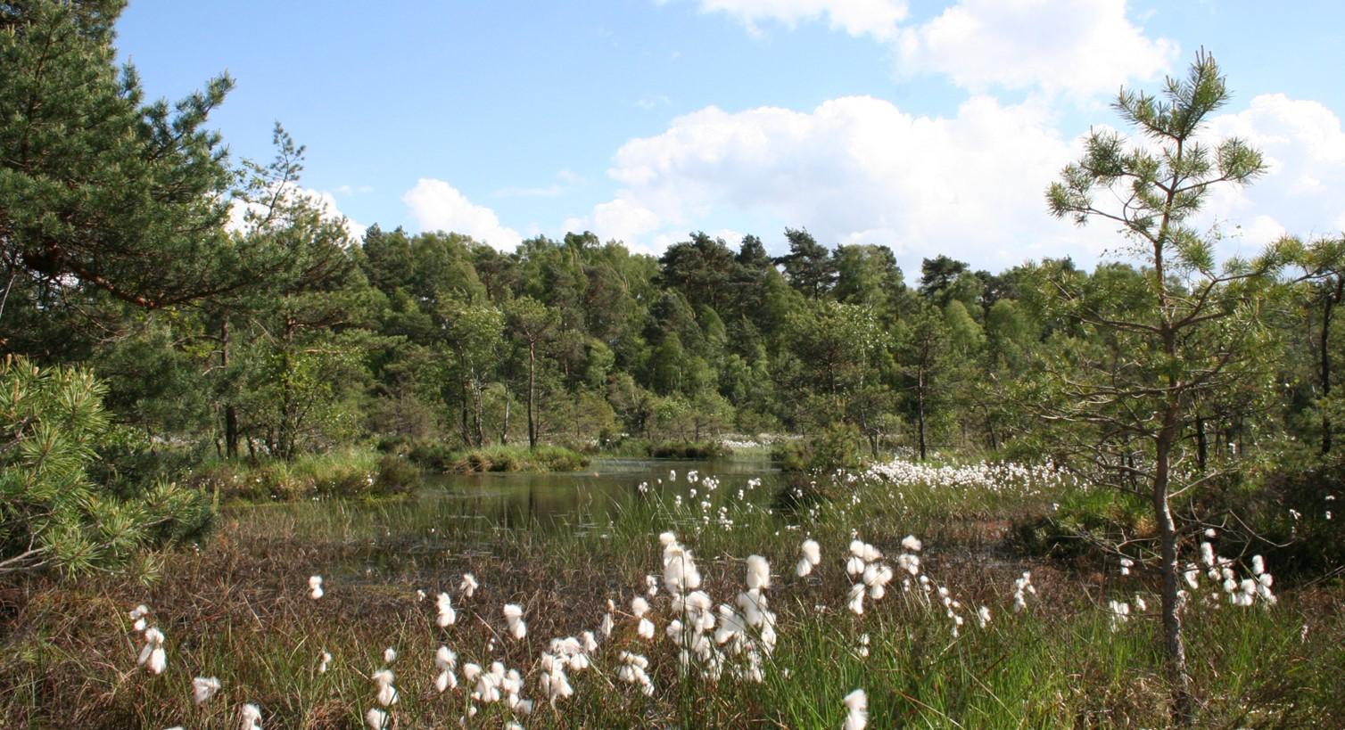 naturpark-d-bener-heide